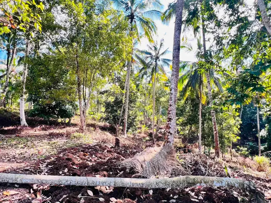 jual tanah kebun view sawah dan lembah indah di selemadeg timur tabanan bali. - Image 5 of 10