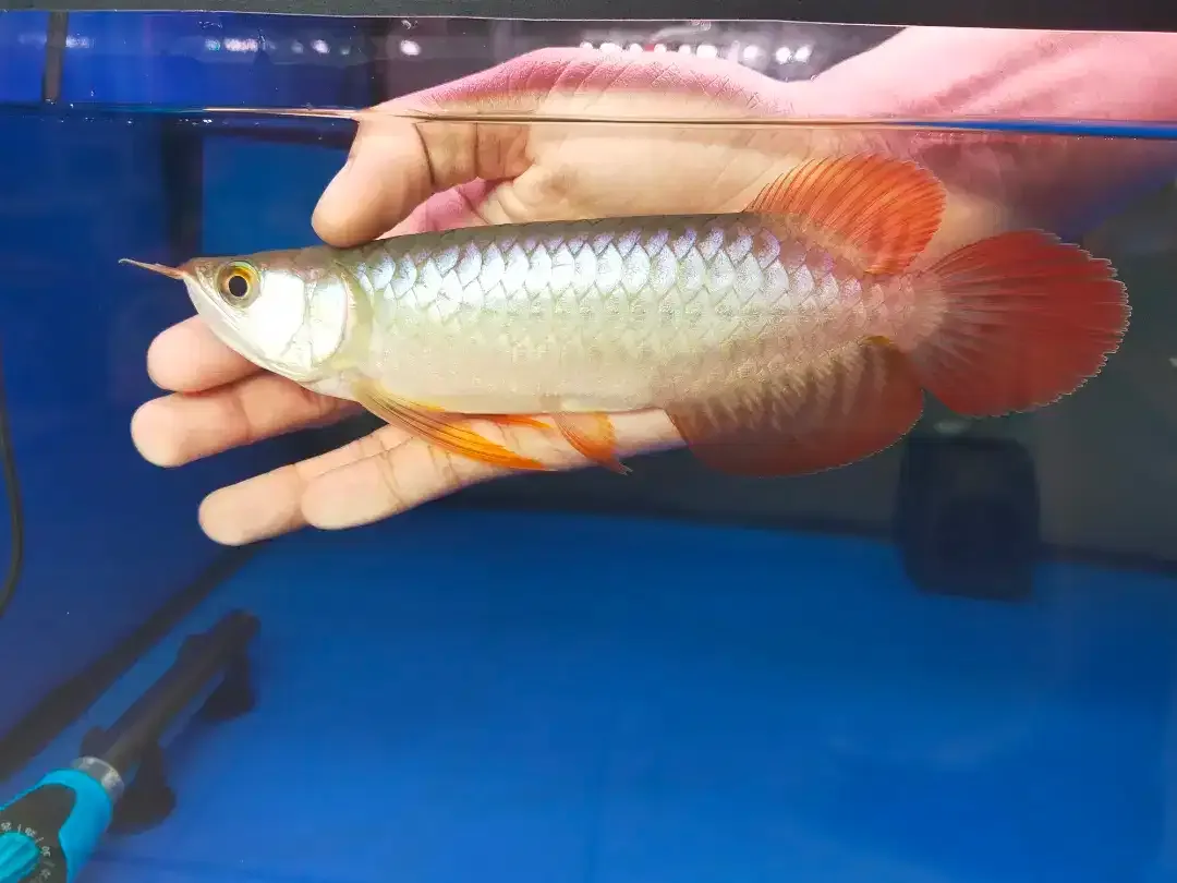 Arwana / Arowana Super Red Kalimantan 18-20CM - Image 1 of 5