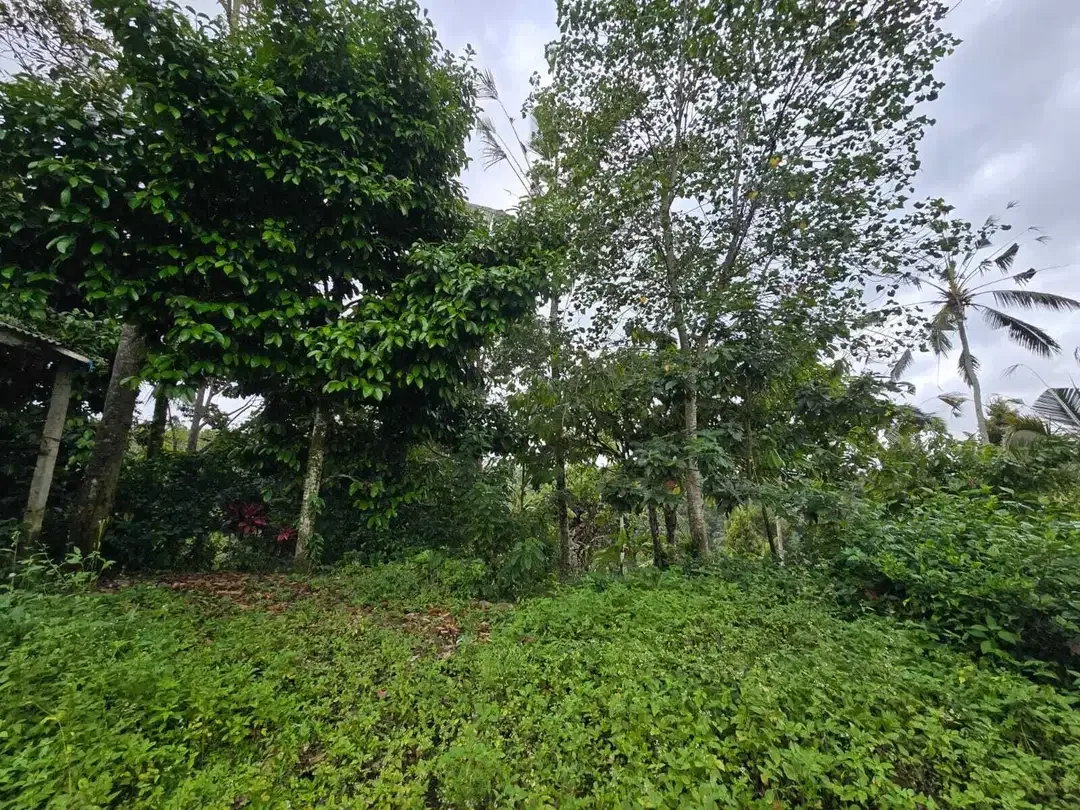 Dijual tanah di bali los sungai dengan view exotik jugle - Image 10 of 10
