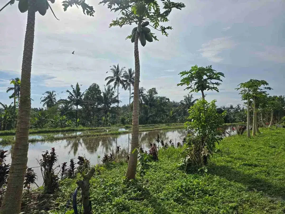 tanah kebun datar view sawah ketinggian 700 mdpl - Image 2 of 10