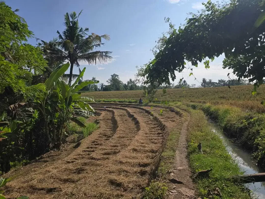 Dijual tanah los sungai di selamadeg tabanan - Image 6 of 8