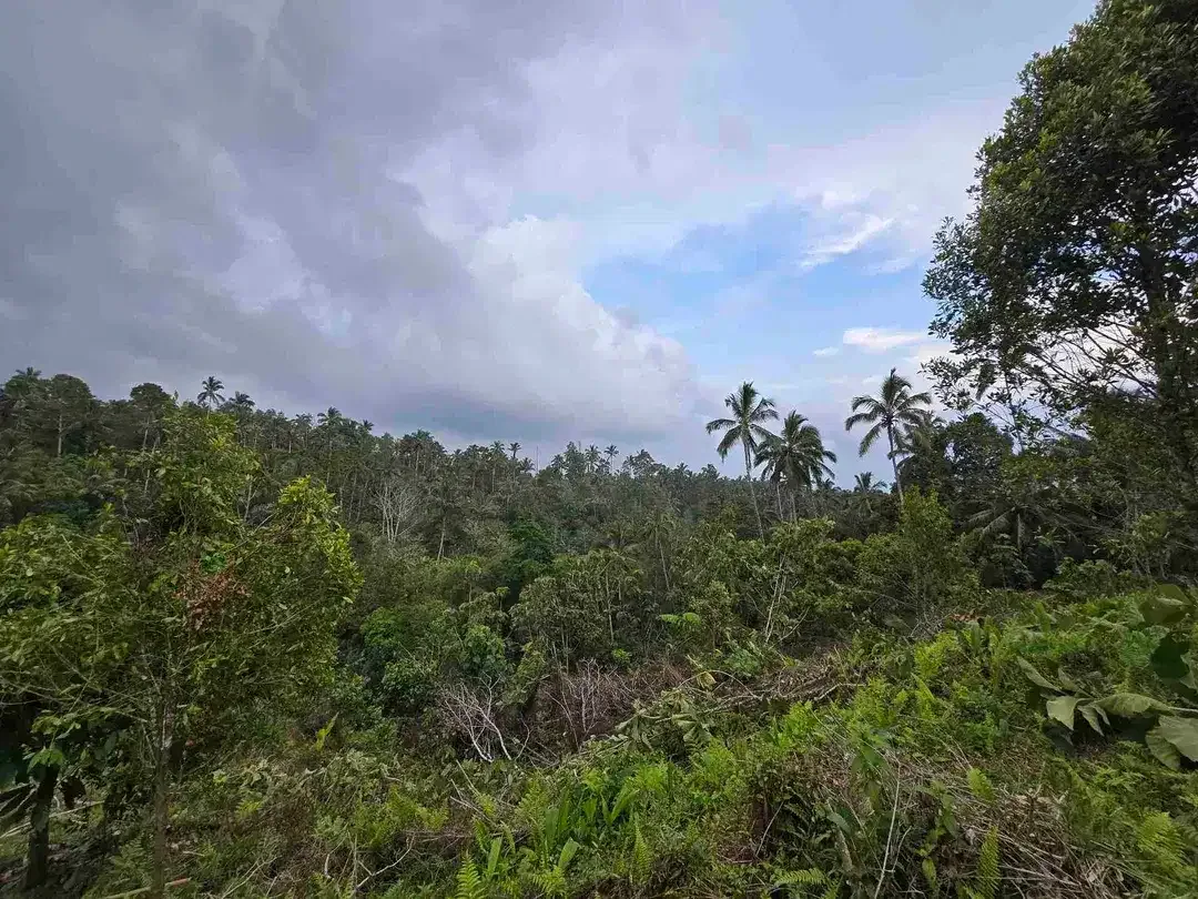 Dijual tanah kosong murah di tabanan bali - Image 6 of 10
