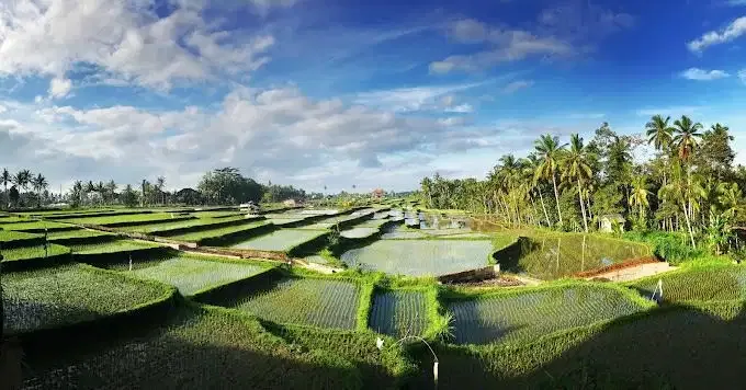 FOR SALE FREEHOLD VILLA KOMPLEKS LOCATED AT STRATEGIC AREA IN UBUD - Image 8 of 9