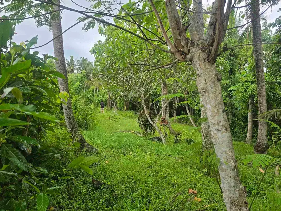 Dijual tanah zona kuning / yellow view sawah di tabanan bali - Image 8 of 10