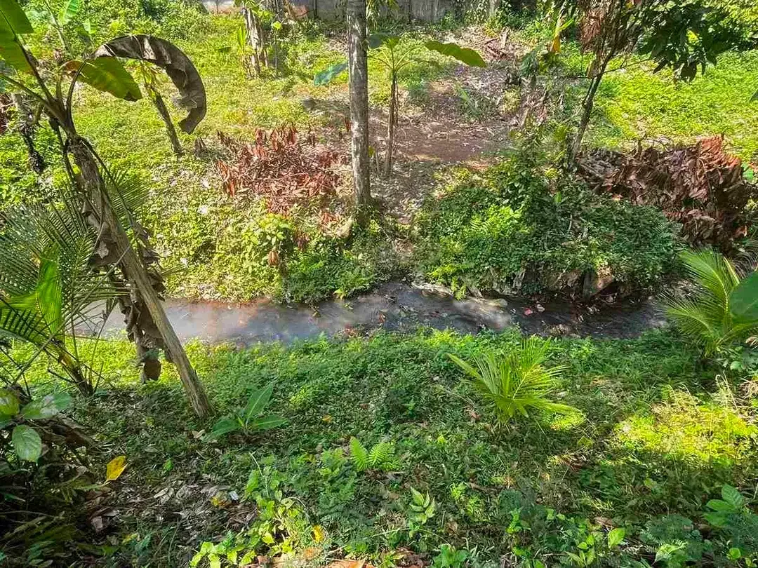 jual kebun manggis luas kecil, 100 meter dari jalan utama antar propinsi denpasar gilimanuk. - Image 7 of 10
