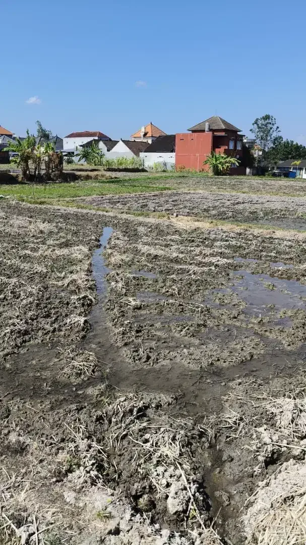 DIJUAL KAVLING SHM SIAP BANGUN DI BUDUK - MULAI 100 M² - VIEW SAWAH - Image 2 of 5