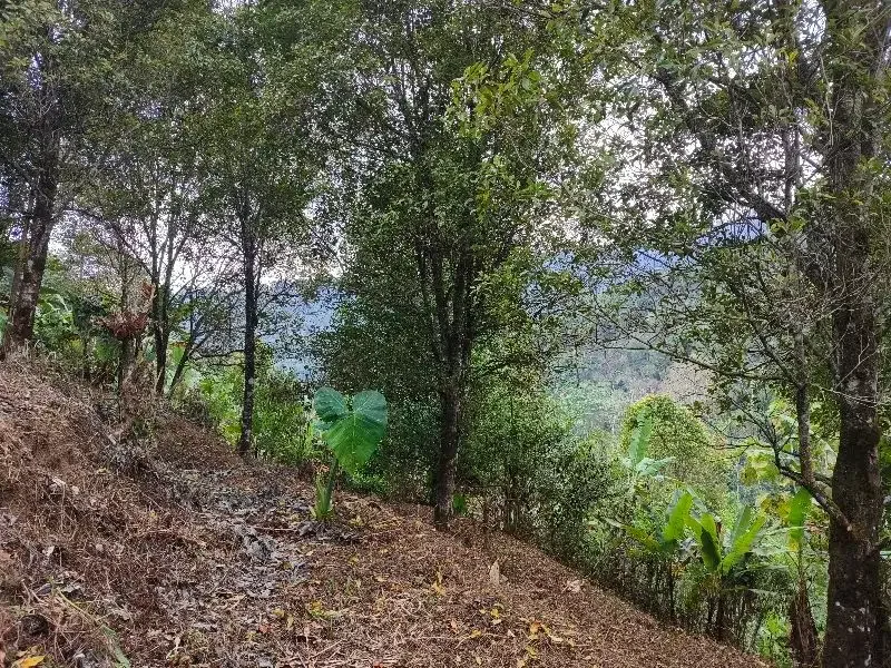 Dijual tanah murah los sungai dan view lembah dan bukit di bali - Image 2 of 10