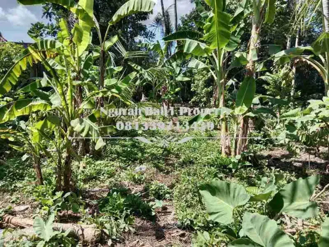 Disewakan Tanah Murah Luas 9 Are di Lodtunduh Ubud - Image 3 of 5