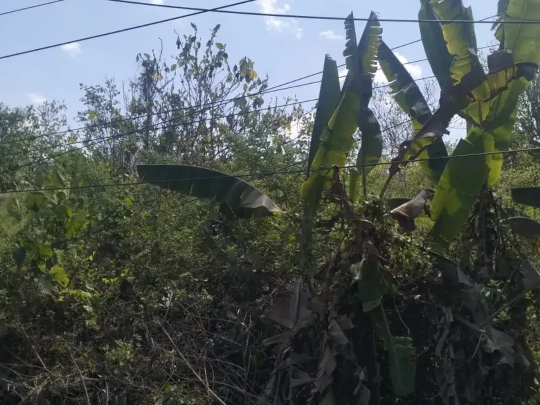 DIJUAL TANAH STRATEGIS – PENGERAGOAN, JEMBRANA - Image 2 of 6