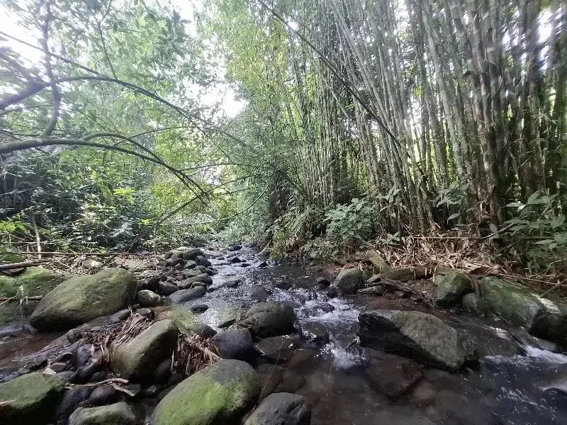Dijual tanah los sungai dan view sawah di tabanan bali - Image 2 of 10