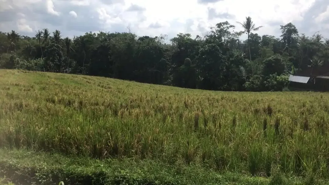 Dijual tanah murah dengan view sawah terasering di tabanan bali - Image 6 of 9