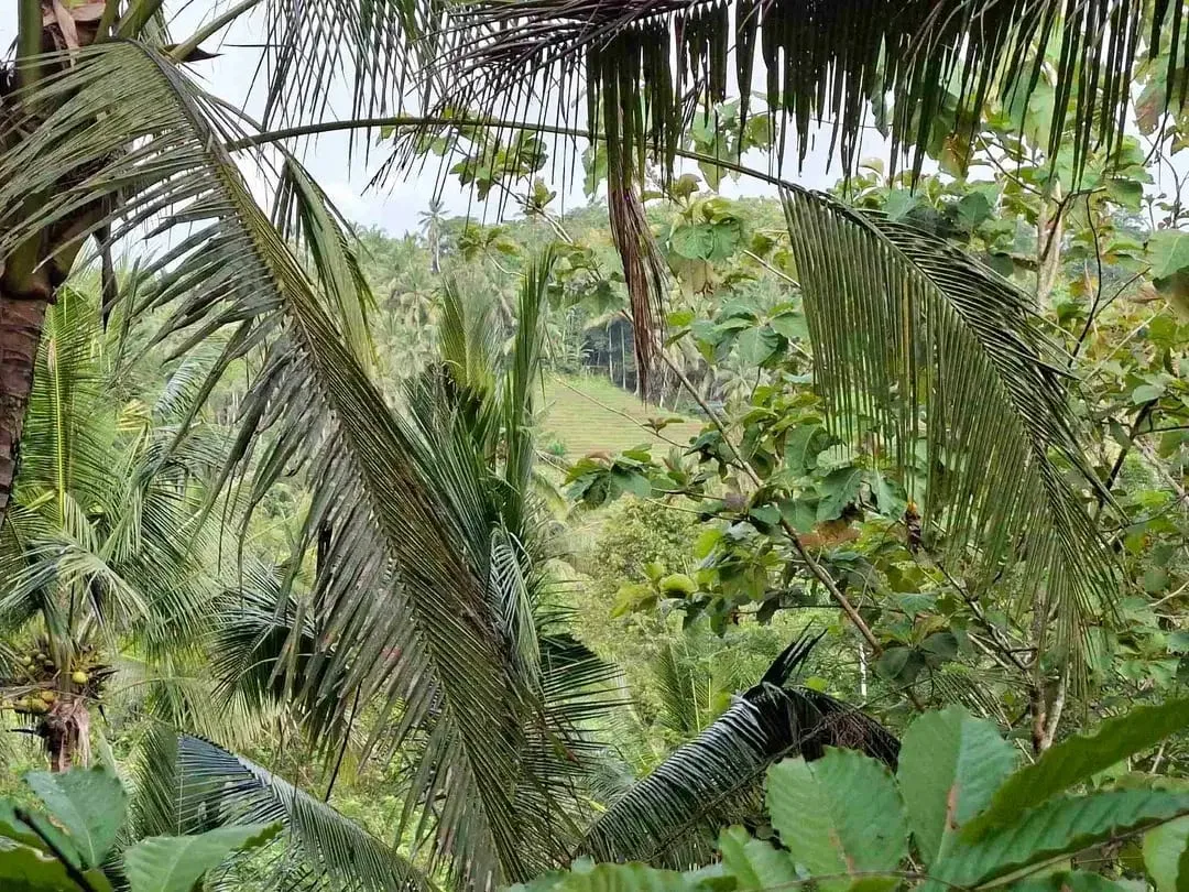 dijual tanah kebun murah los sungai jernih dengan view sawah dan gunung di tabanan bali - Image 8 of 10