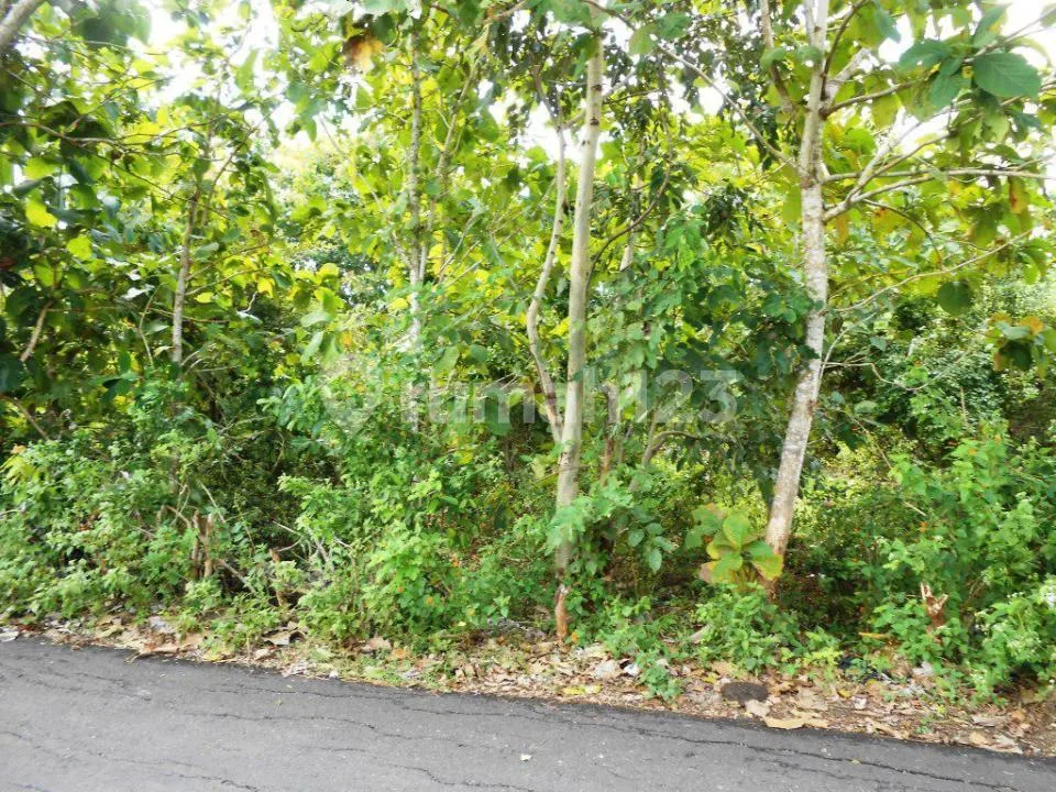 Tanah 23 Are di Jalan Utama Pantai Balangan Cocok untuk Villa - Image 2 of 4