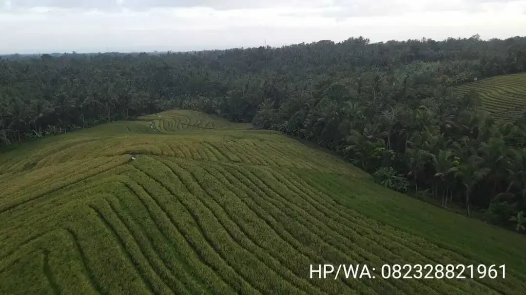 Kebun Durian View Sawah Terasering di Tabanan - Image 3 of 10