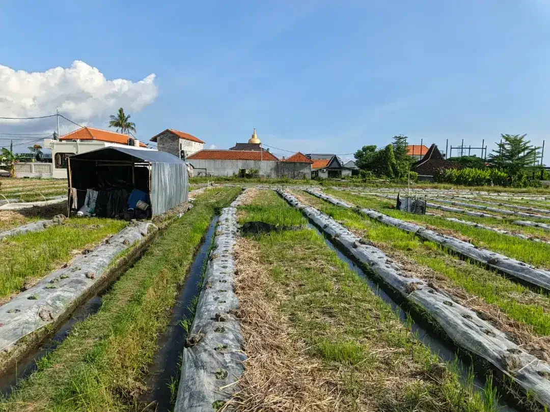 HOT DEAL LEASEHOLD! 4 ARE LAND SESEH – RICE FIELD VIEW, 5 MIN TO BEACH - Image 4 of 5