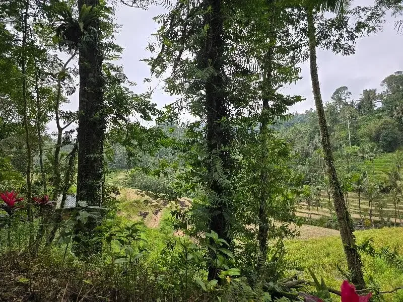 DIJUAL TANAH KEBUN VIEW SAWAH SANGAT MURAHdi tabanan bali - Image 7 of 10