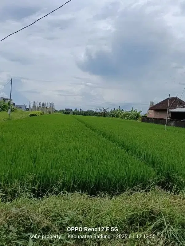 tanah  kontrak zona pariwisata dekat pantai cemagi - Image 6 of 9