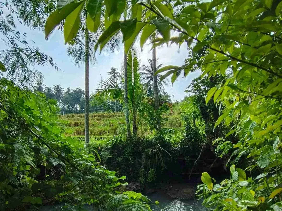 di jual tanah strategis dekat pantai zona pink Los sungai view sawah di tabanan bali - Image 7 of 9