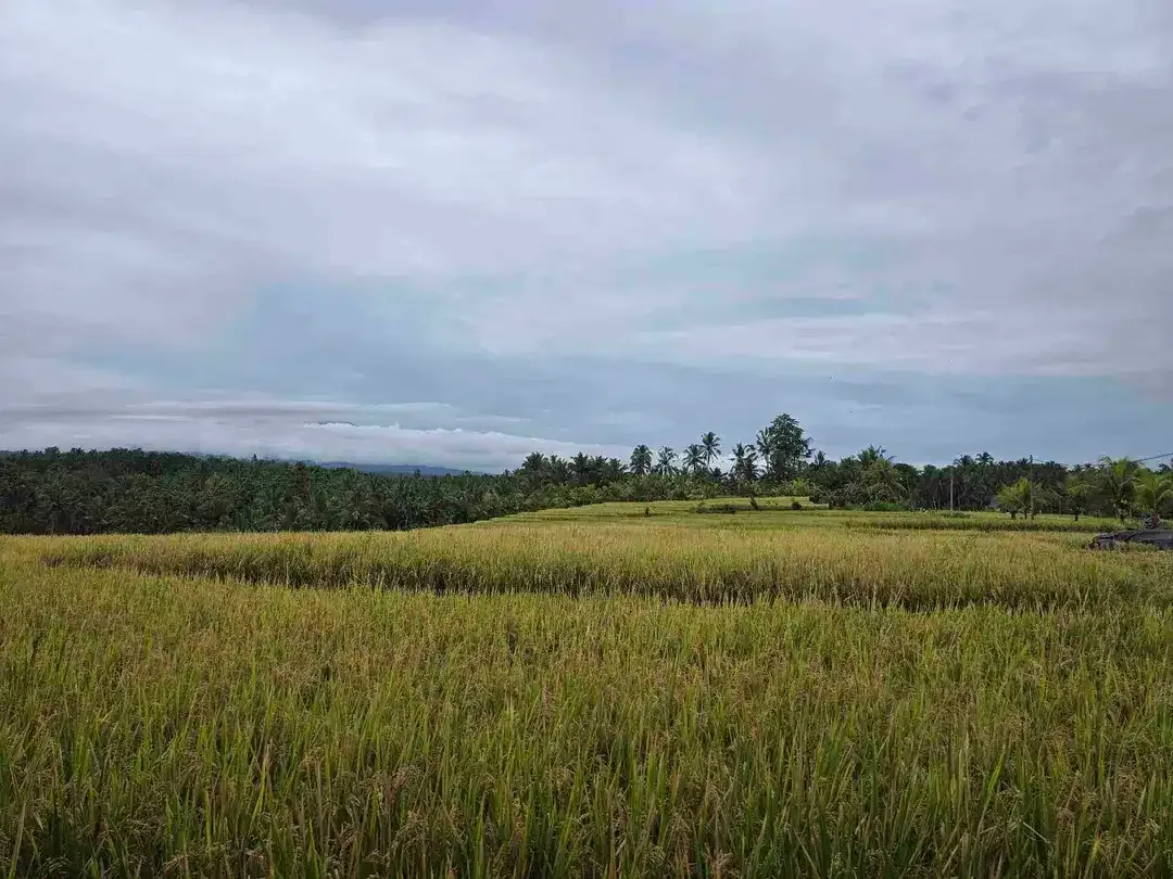 Dijual tanah view exotik sawah dan gunung di tabanan bali - Image 3 of 10