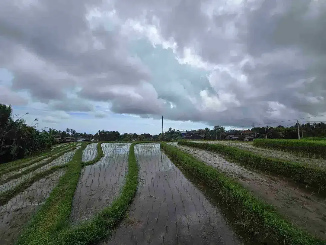 Dijual tanah kecil view sawah terasering di tabanan bali - Image 2 of 10