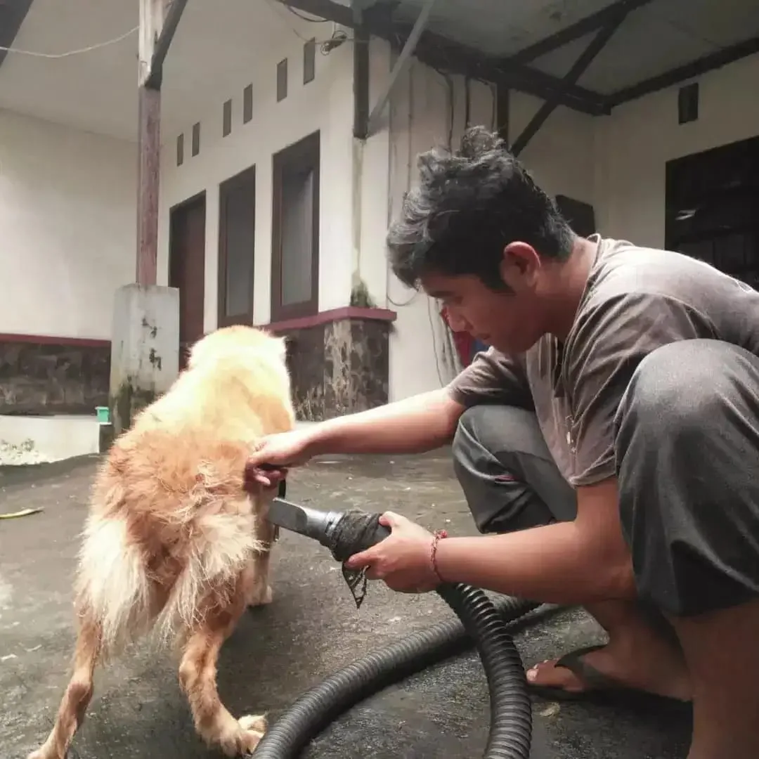 Jasa mandi anjing panggilan - Image 3 of 5