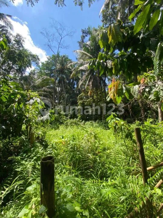 Termurah Singakertha Ubud Zona Kuning Siap Bangun - Image 3 of 4