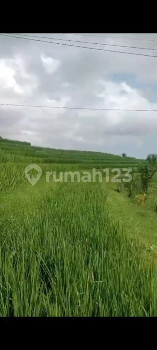 Jual Tanah Kebun Durian Murah di Pedesaan yang Sejuk Peruntukan Perumahan - Image 3 of 4