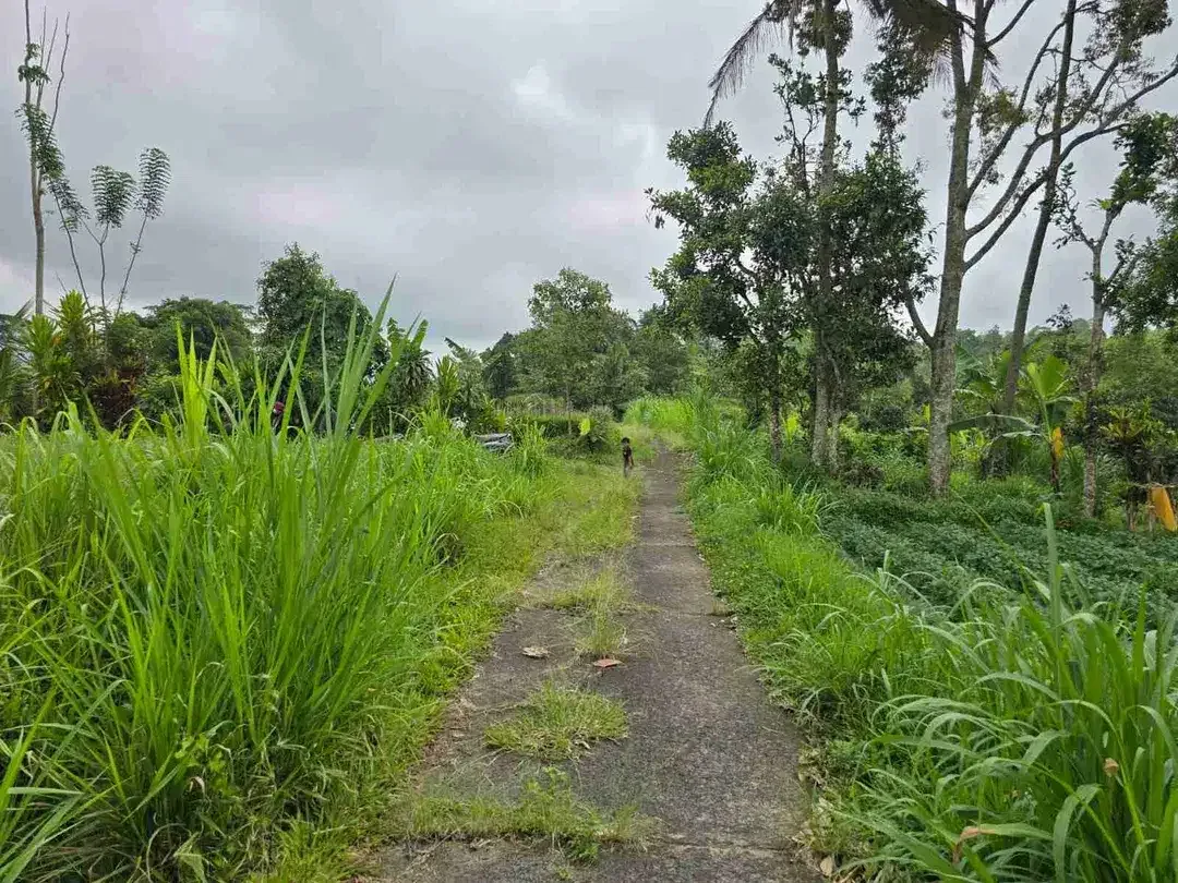 Tanah kebun view tiga gunung dan view sawah sangat panorama - Image 8 of 9