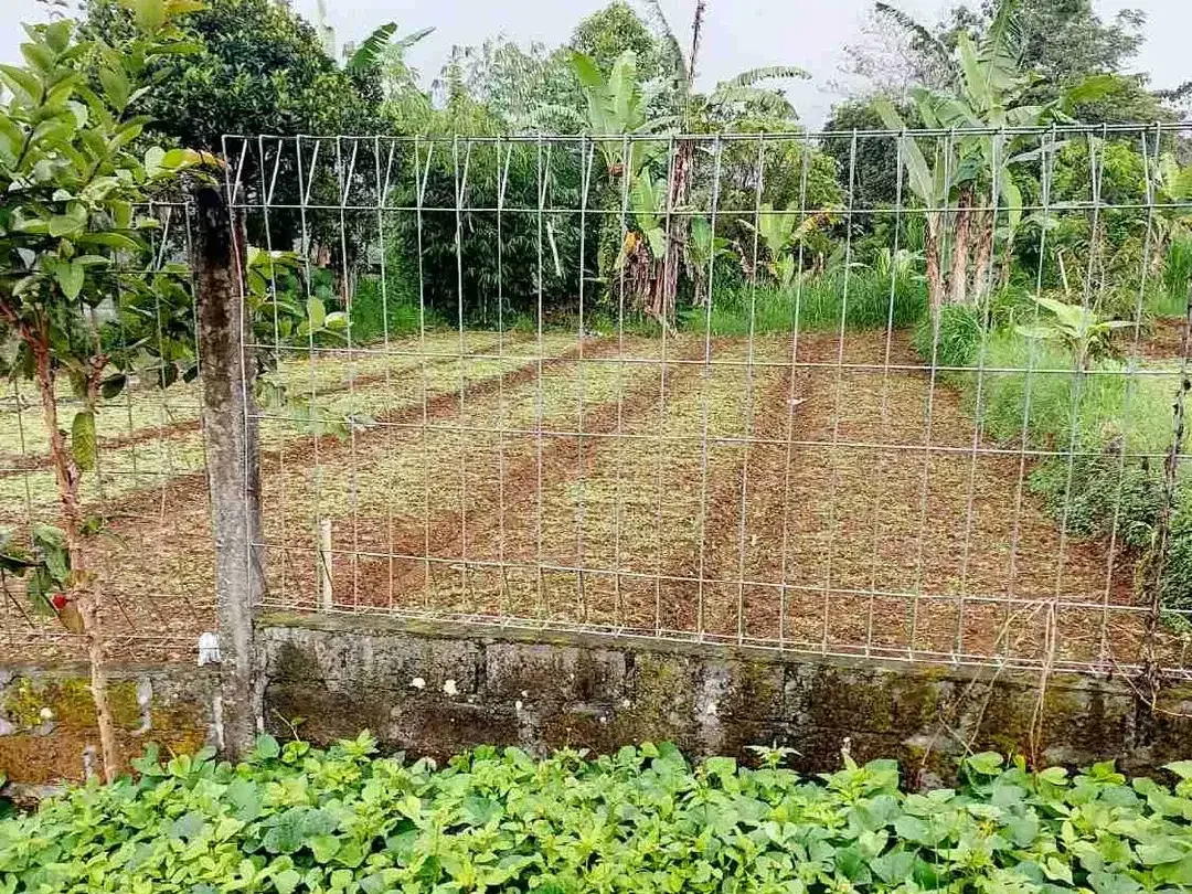 Lahan ITR kuning Area Kawasan Bedugul - Image 3 of 6