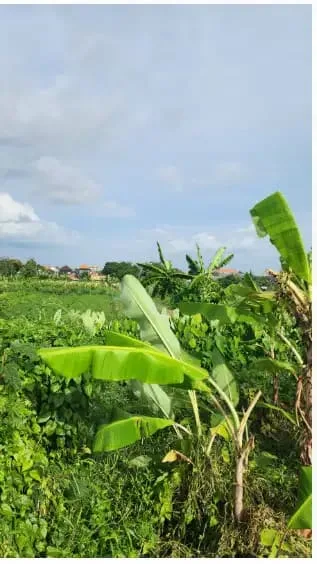Tanah View Sawah di Kerobokan Kuta Utara - Image 5 of 10