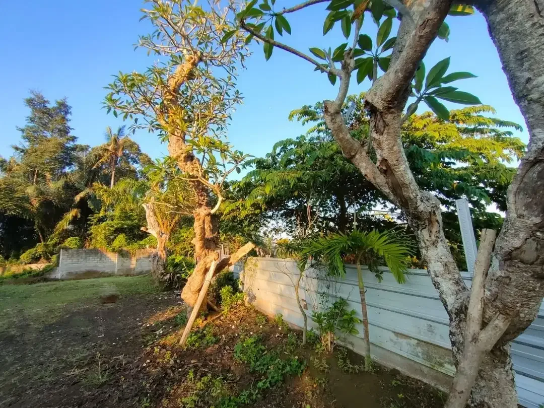 TANAH LOS SUNGAI JUNGLE VIEW DEKAT GREEN SCHOOL ARAH UBUD BALI - Image 7 of 10