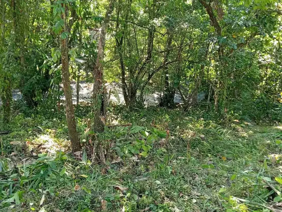 jual tanah kebun los sungai - Image 1 of 2