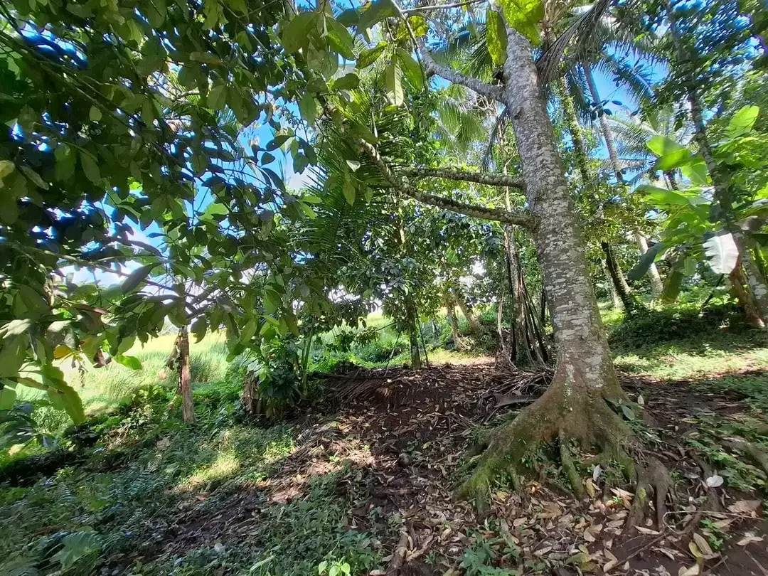Dijual tanah cantik los sungai dan view sawah di tabanan bali - Image 10 of 10