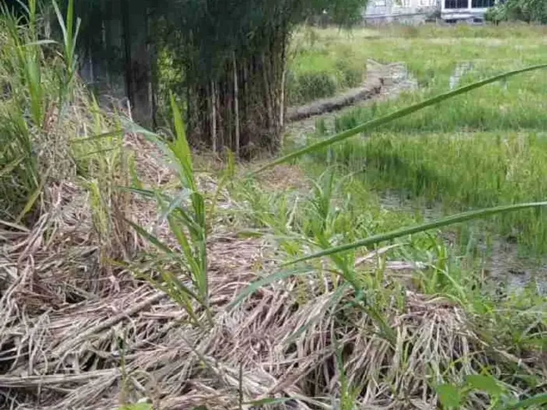 tanah langka di sewa jangka panjang cocok untuk bisnis akses jalan utama di Mas Ubud - Image 10 of 10