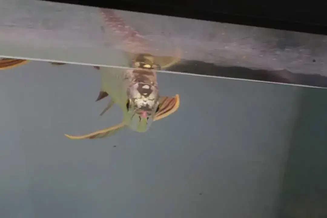 Arwana / Arowana Crossback 24K Malaysia - Image 2 of 6