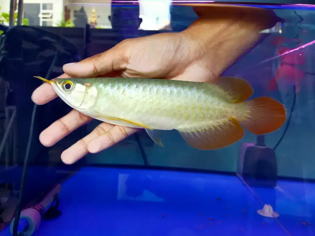 Arwana / Arowana Super Red Kalimantan 18-20CM - Image 3 of 5