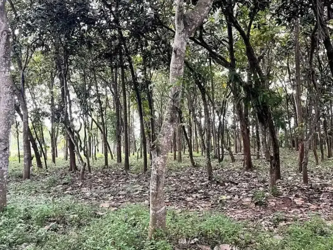 Land for sale in Kaba Kaba, Bali - Image 10 of 10