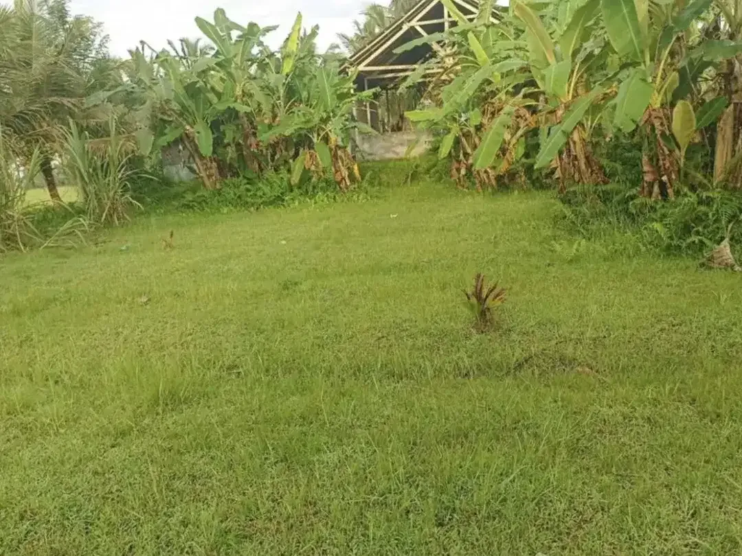 Land for sale in Ubud, Bali - Image 4 of 5