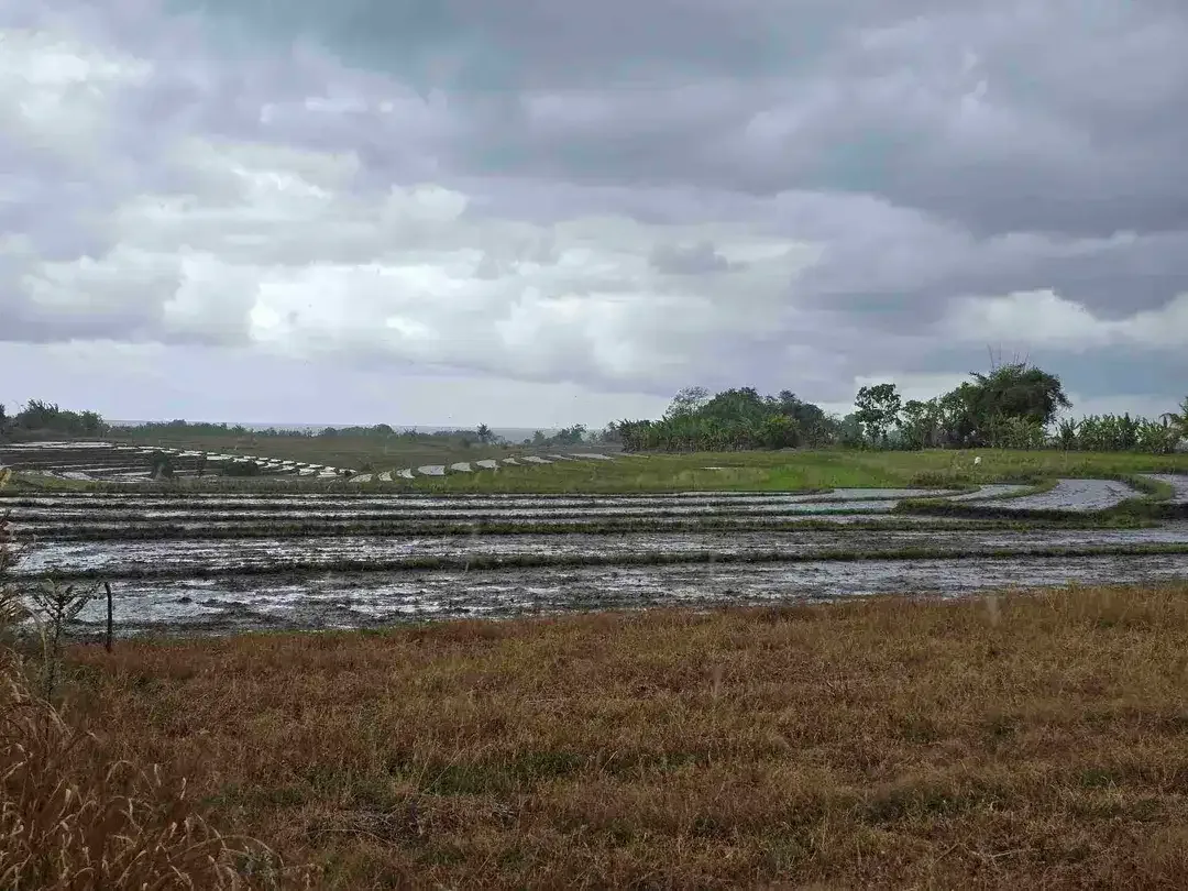 dijual tanah view laut sawah di tabanan bali - Image 6 of 10