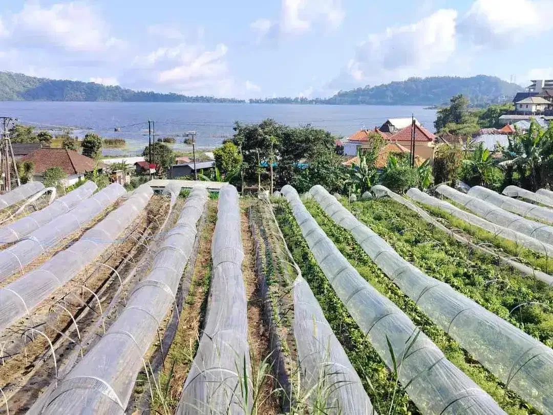 Dijual tanah dikawasan pariwisata Bedugul - Image 4 of 5