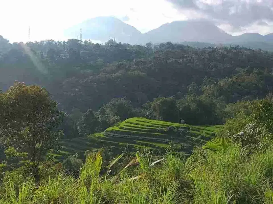 Tanah kebun view tiga gunung dan view sawah sangat panorama - Image 1 of 9