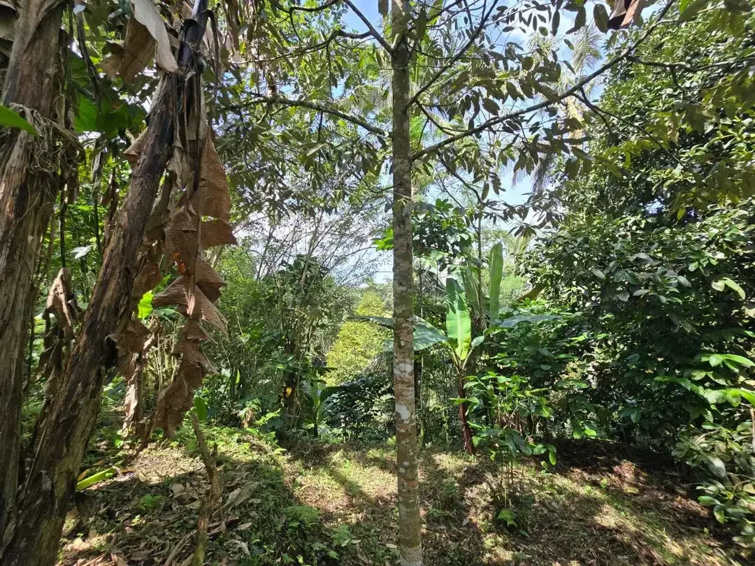 Dijual tanah kebun kopi view sawah dan lembah di tabanan bali - Image 9 of 10