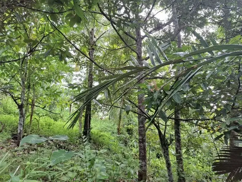 Dijual tanah kebun durian los sungai bebatuan di tabanan bali - Image 7 of 10