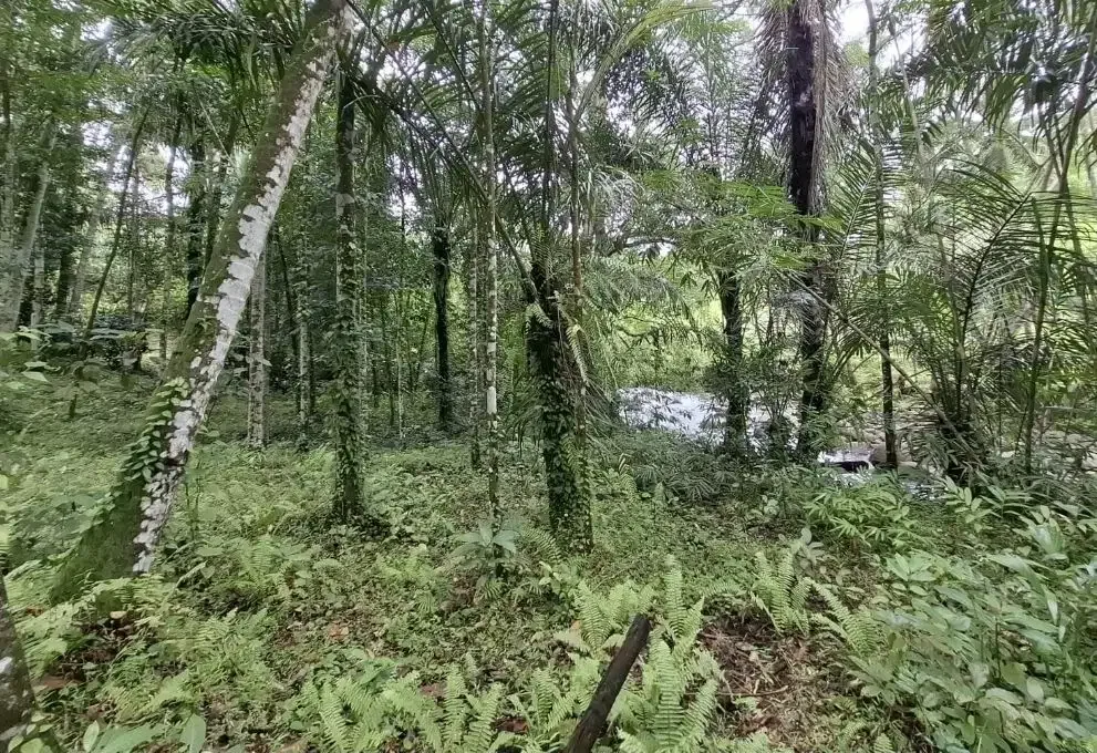Dijual tanah kebun los sungai dengan view sawah terasering - Image 6 of 8