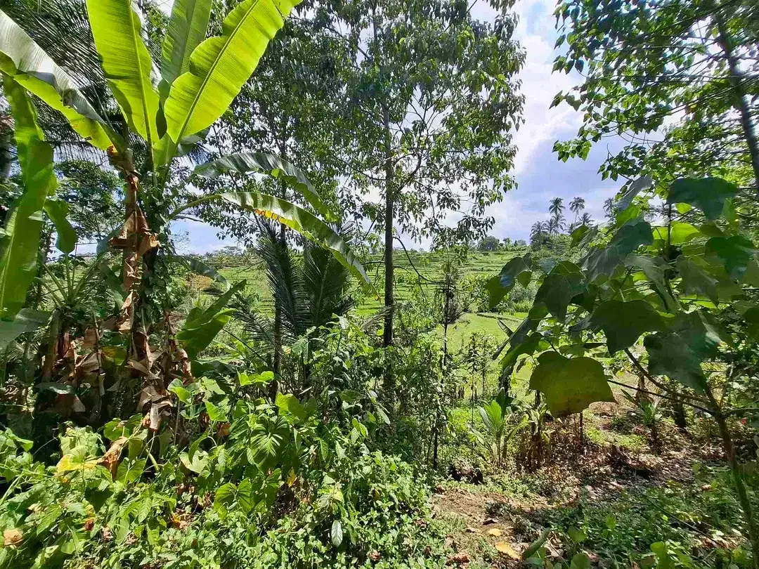 tanah kebun strategis dekat fasilatas umum dan tempat wisata mendapatkan view sawah terasering - Image 5 of 10
