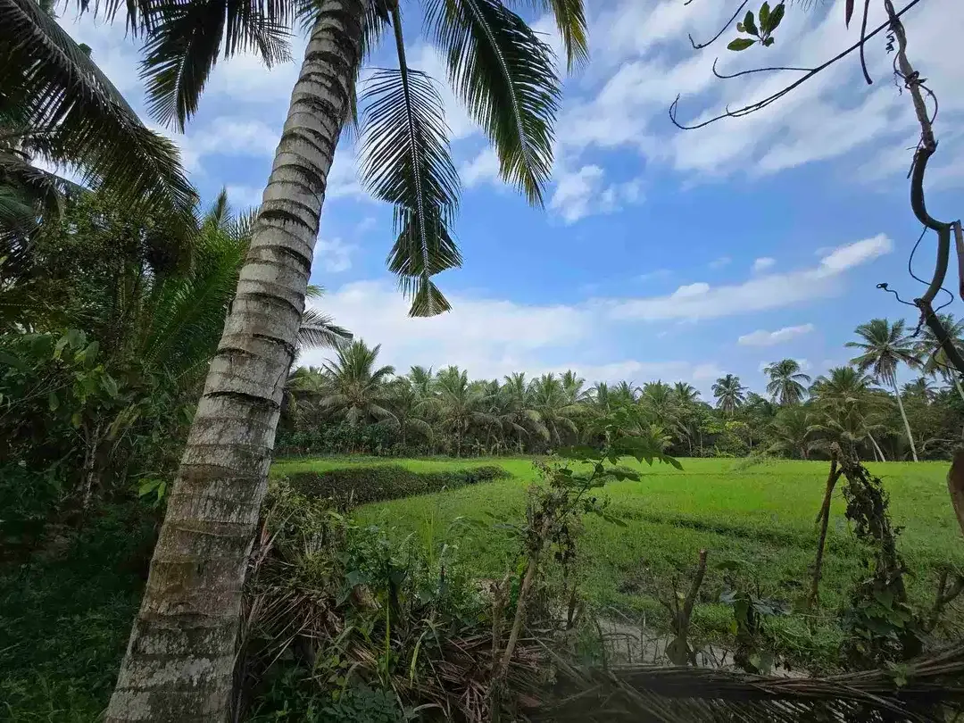 Dijual tanah murah view sawah akses jalan hotmik di tabanan bali - Image 3 of 10