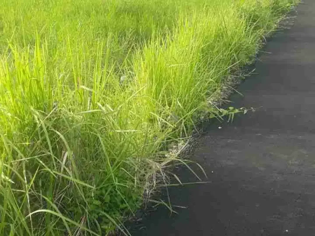 Lahan premium Gatsu Timur Sekar jepun 2 are SHM zona Perdagangan Jasa - Image 5 of 7