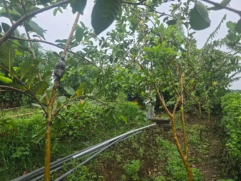 Dijual tanah kebun durian view lembah dan gunung - Image 5 of 8