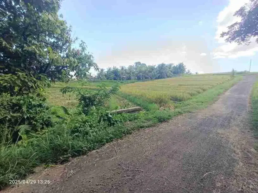 Kebun Durian View Sawah Zona Kuning 15 Menit Dari Pantai Di Bali - Image 3 of 5