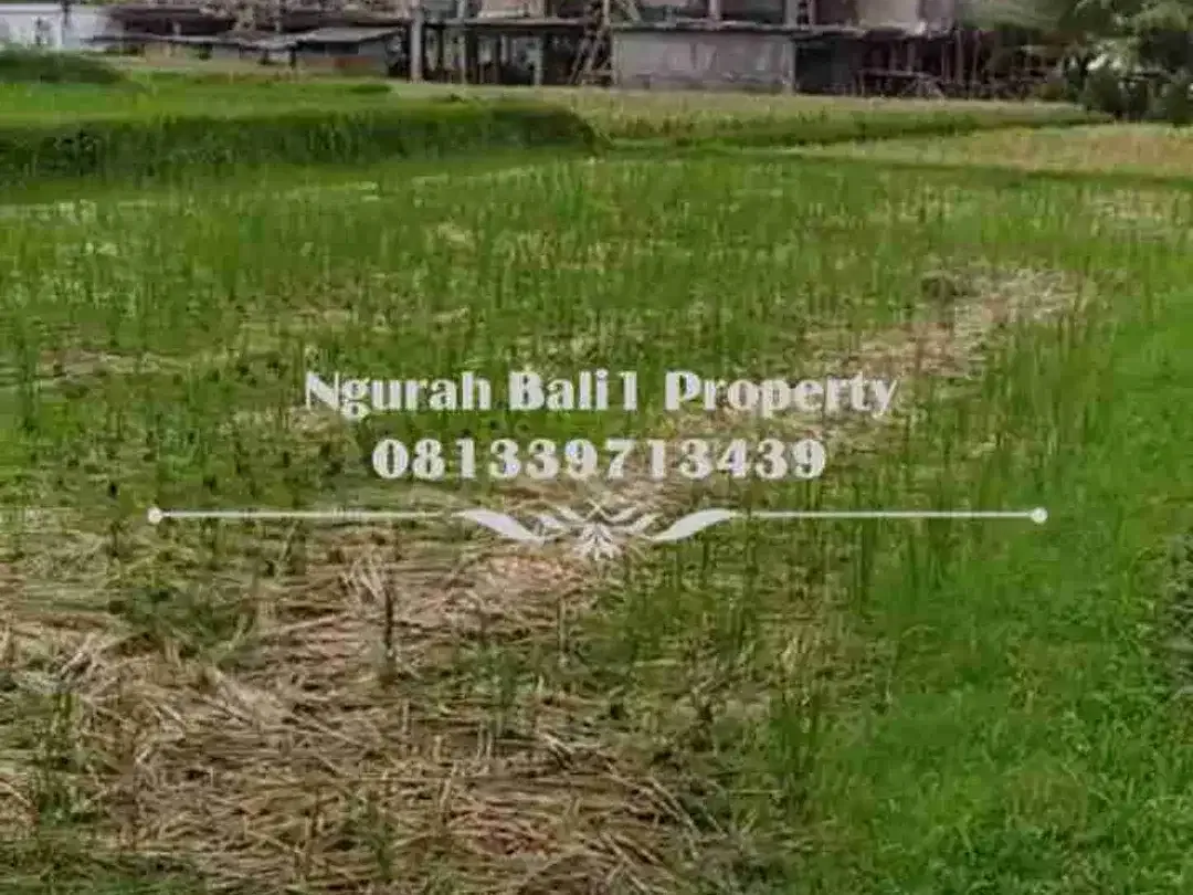 Disewakan Tanah Murah Luas 20 Are View Sawah Berlokasi di Pejeng Kangin - Image 4 of 7